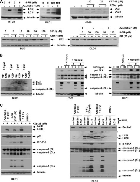 Inhibition Of Mtor Kinase By Azd8055 Can Antagonize Chemotherapy Induced Cell Death Through