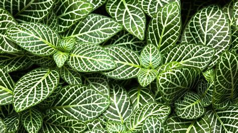 Растение с полосатыми листьями - 76 фото