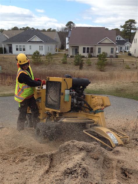 Stump Grinding – Pine Barrens Tree