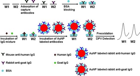 Signal Amplification For Highly Sensitive Immunosensing Springerlink