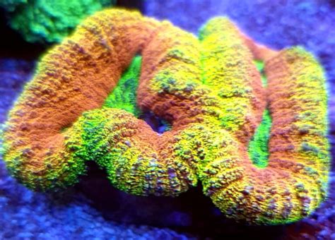 Black Friday Chez Urban Reef Corals R Cifal News