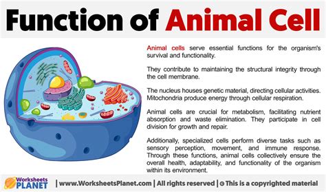 Functions of Animal Cell