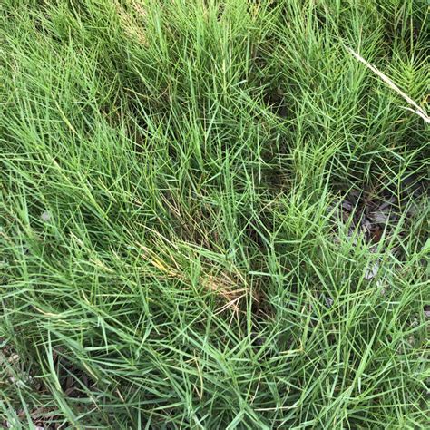 Plant Austral Salt Grass Barwon Bluff