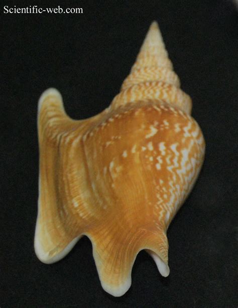 mollusca images