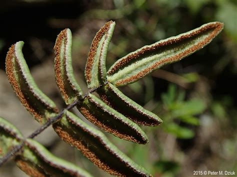 Pellaea Atropurpurea Purple Cliff Brake Minnesota Wildflowers