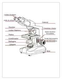 Partes Del Microscopio Esquemas Y Mapas Conceptuales De Biolog A