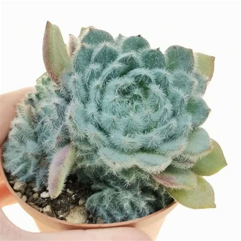 Echeveria Setosa Var Deminuta 10 Cm Crassulaceae Giromagi Vendita