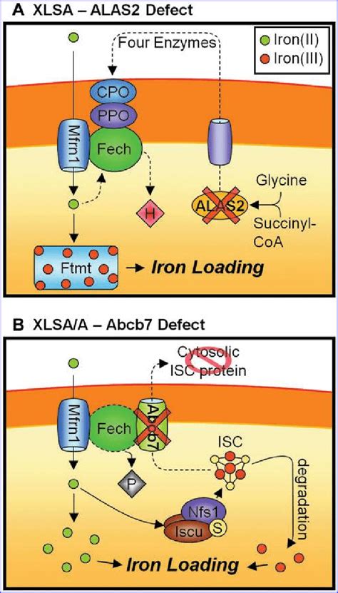 Diseases Of Mitochondrial Iron Metabolism A Xlinked Sideroblastic Download Scientific