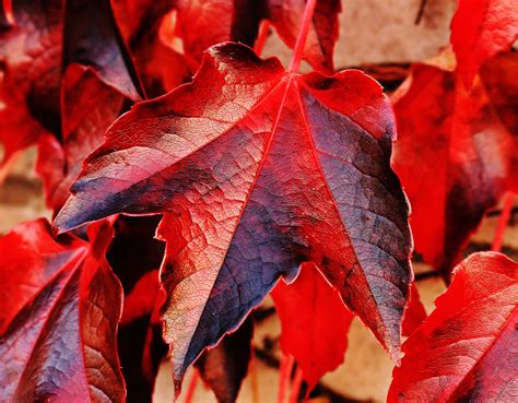 X Puddle Maple Nature Autumn Leaf Fall Coolwallpapers Me