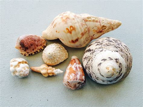 Seashells In Curacao