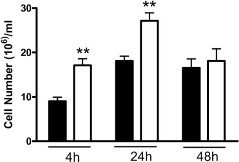 Greater Inflammation In Hsd B Mice During Carrageenan Induced