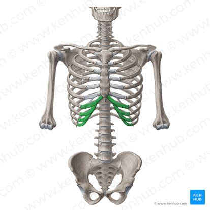 Costal margin: Anatomical structure and function | Kenhub