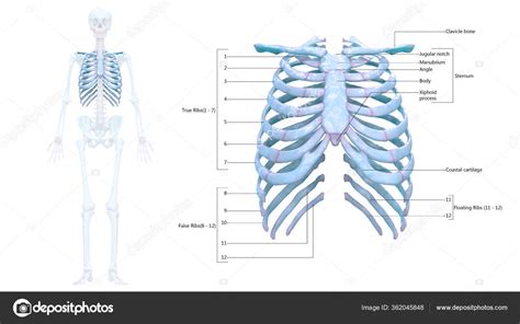 Human Skeleton System Thoracic Skeleton Detailed Labels Anatomy Stock
