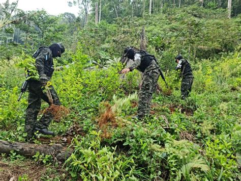 Erradican Mil Arbustos De Hoja De Coca En Sector Monta Oso De Trojes