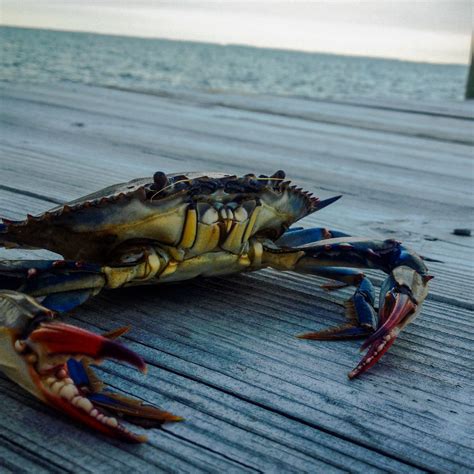 Sea Blue Crab