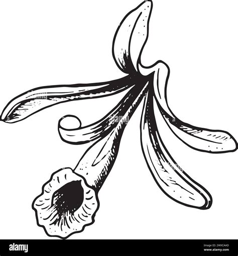 Vanilla Flower Drawing Illustration Black And White With Line Art On