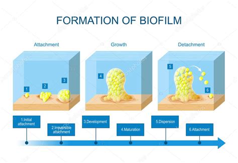 formación de biopelículas. etapas del desarrollo de la biopelícula
