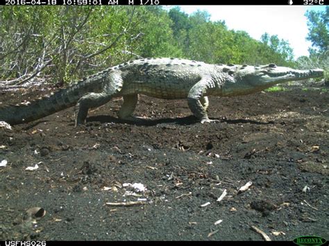 Crocodile Lake National Wildlife Refuge — Florida Keys Wildlife Society