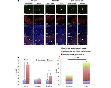 Neurogenesis is upregulated following hippocampal neuronal loss in aged ...