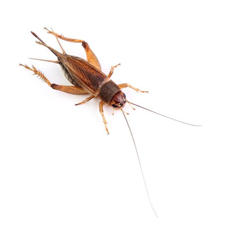 House Crickets Waco Pest Control Termite Control Ipest Solutions