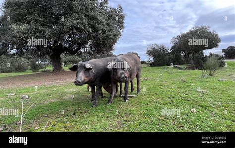 The Iberian Pig Is A Predominant Pig Breed In The Iberian Peninsula