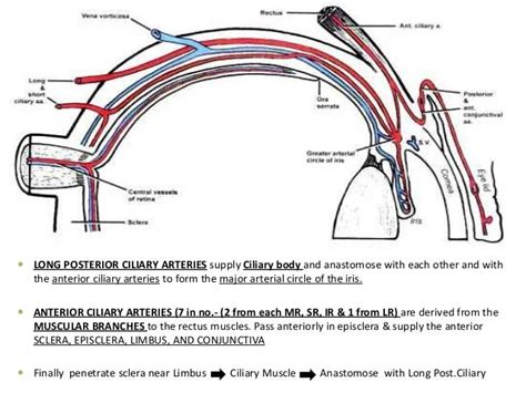 Blood Supply N Nerve Supply Of Eye