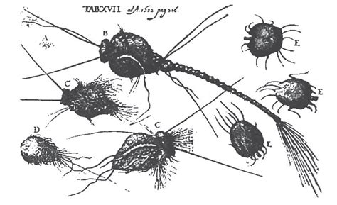 Morgellons Disease—dredged Up From History And Customized Dermatology