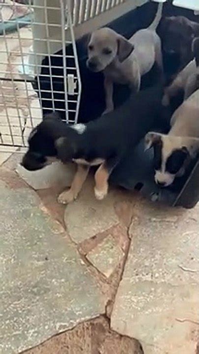 Ninhada Dos Cachorros Regatados Em Santa Maria V Deo Dailymotion