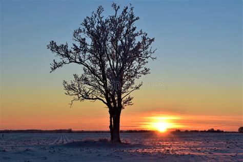 Beautiful Landscape With A Lonely Naked Tree In A Winter Field Stock Image Image Of Blue