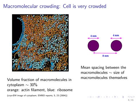 Polymer looping: Effects of macromolecular crowding and external ...