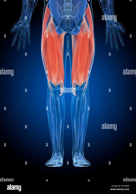 Musculos Del Muslo Fotograf As E Im Genes De Alta Resoluci N Alamy