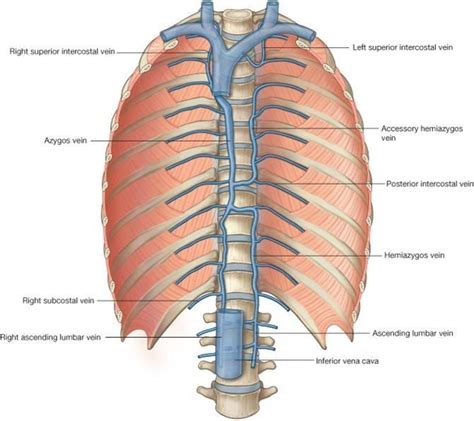 Azygos Vein Location Function And Pictures