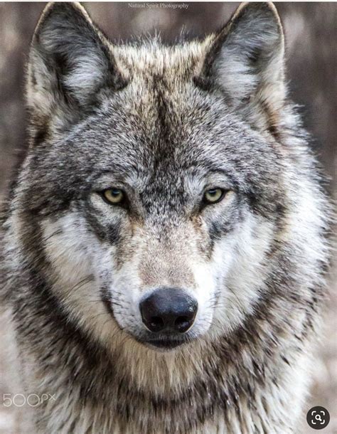 A Wolf Staring At The Camera With His Eyes Wide Open