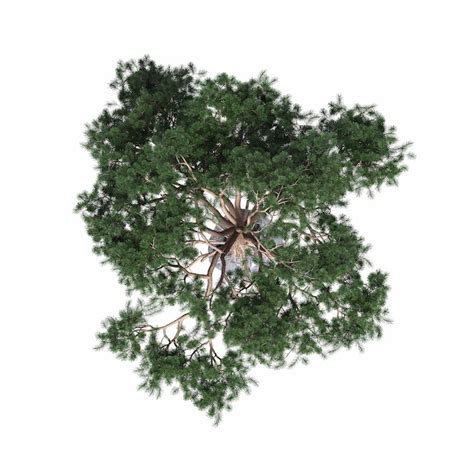 Premium Photo Tree Top View Isolated On White Background 3d
