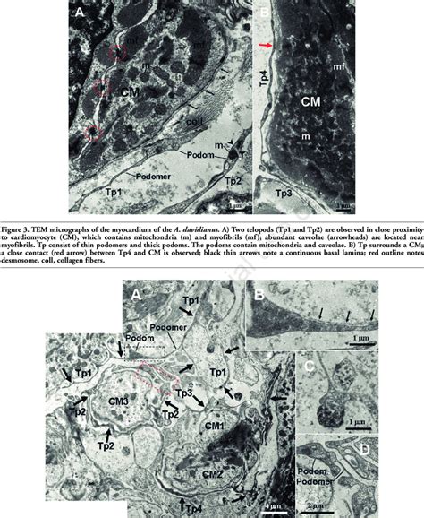 Tem Micrographs Of The Myocardium Of The A Davidianus A Two Telopods