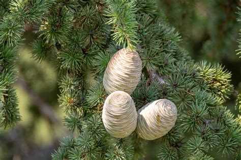 Árvore Do Cedro Himalaia Ou De Cedro Deodar Os Cones Fêmeas E