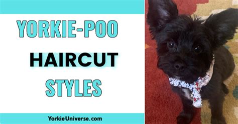 Yorkie Poo Haircut Styles Yorkie Universe