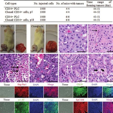 Tumorigenicity By Cloned CD34 LCSC A The Ability Of The Cells To