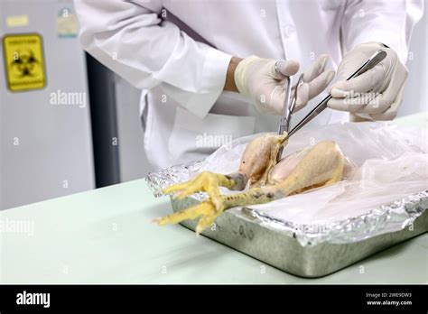 A Lab Assistant Takes A Sample From A Chicken As They Test For