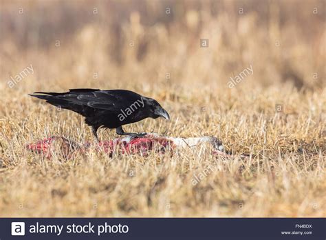 Mature Raven Hi Res Stock Photography And Images Alamy