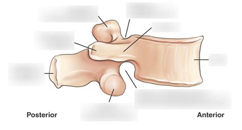 Typical Lumbar Vertebra Lateral Diagram Quizlet