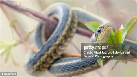 53 Green Garter Snake Stock Photos, High-Res Pictures, and Images ...