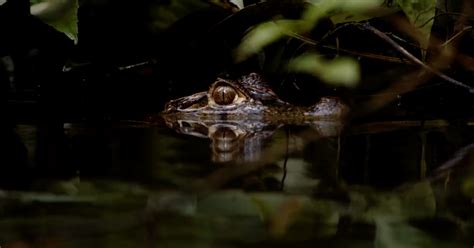 Naked And Afraid Xl Survivalists Face Off Against A Massive Caiman In Exclusive Sneak Peek