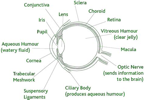 Elements Of Visual Perception Geeksforgeeks