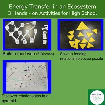 Energy Transfer In An Ecosystem Bundle Hands On Activities Labs