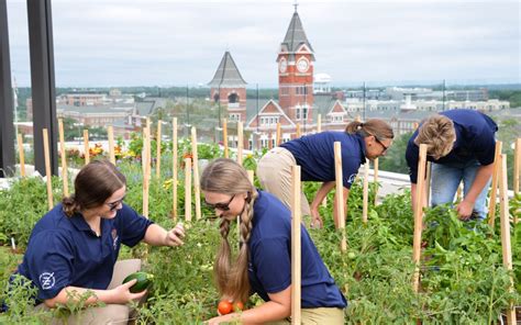 Auburn University College Of Agriculture This Is The Work That Makes