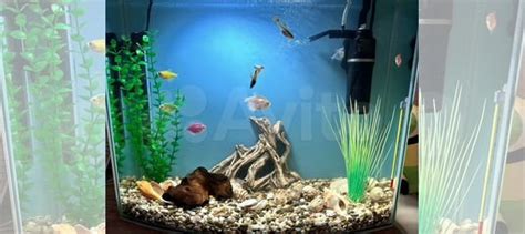 Растения исскуственные светящиеся купить в Тюмени | Животные и ...