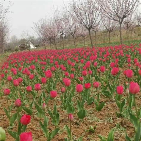 花期已至！锦绣大地景区今天正式开园，还有优惠活动游客郁金香疫情