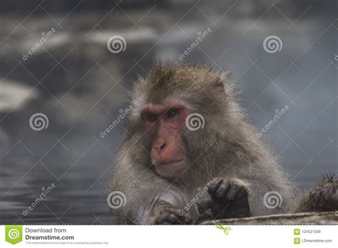 Snow Monkeys Japanese Macaques Bathe In Onsen Hot Springs Of Nagano Japan Stock Image Image