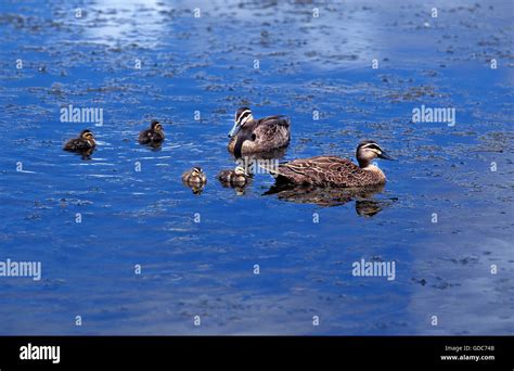 Pacific Black Duck Anas Superciliosa Male With Female And Chicks On